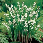 Unbranded Convallaria Majalis Plants