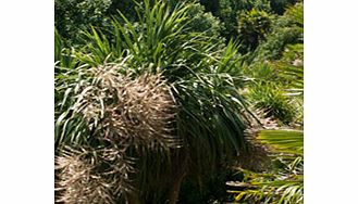 Unbranded Cordyline Plant - Australis