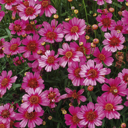 Unbranded Coreopsis Garnet Plants Pack of 3 Potted Plants