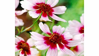 Unbranded Coreopsis Plant - Sweet Dreams