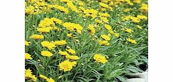 Unbranded Coreopsis Plants - Early Sunrise