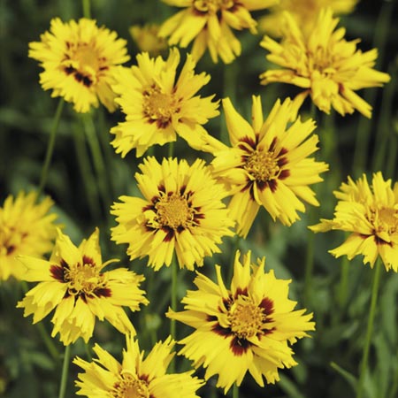 Unbranded Coreopsis Rising Sun Seeds Average Seeds 35