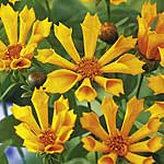 Unbranded Coreopsis Zamphir