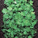 Unbranded Coriander Plants