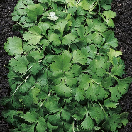 Unbranded Coriander Seeds Average Seeds 70