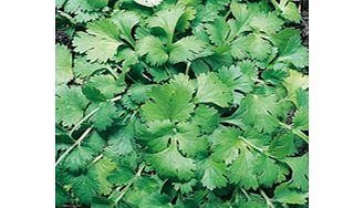 Unbranded Coriander Seeds