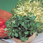 Unbranded Corn Salad Large Leaved Seeds 434671.htm