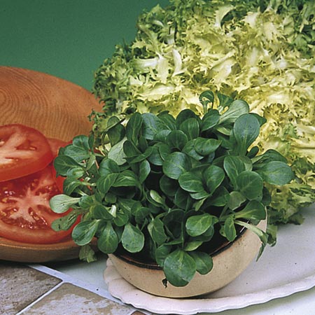 Unbranded Corn Salad Large Leaved Seeds (Lambs lettuce)