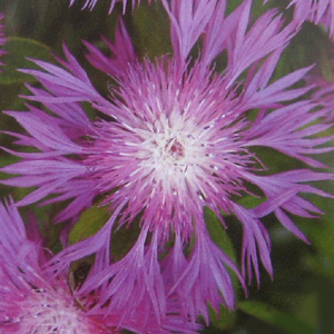 Unbranded Cornflower Centaurea dealbata Seeds