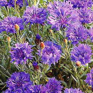 Unbranded Cornflower Dwarf Blue Midget Seeds