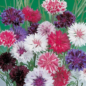 Unbranded Cornflower Frosty Mix Seeds