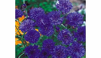 Unbranded Cornflower Seeds - Blue Diadem