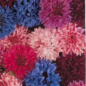 Unbranded Cornflower Tall Tutu Mix Seeds