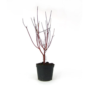 Unbranded Cornus alba Kesselringii - Black Stem Dog Wood