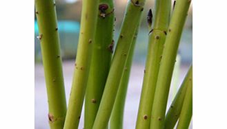 Unbranded Cornus Plant - Stolonifera Flaviramea