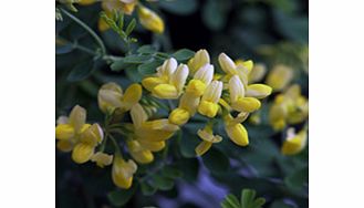 Unbranded Coronilla Plant - Valentina Subsp Glauca Citrina