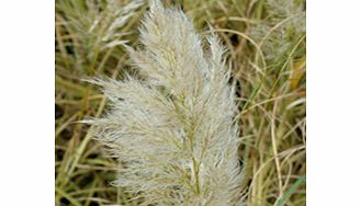 Unbranded Cortaderia Plant - Splendid Star