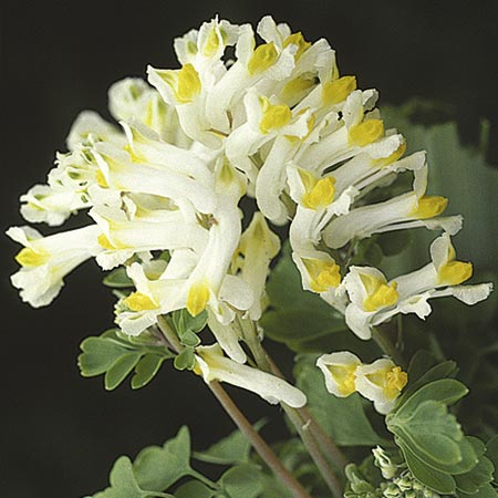 Unbranded Corydalis Vanilla Crunch Seeds Average Seeds 70