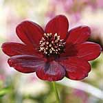 Unbranded Cosmos Choca Mocha Plants