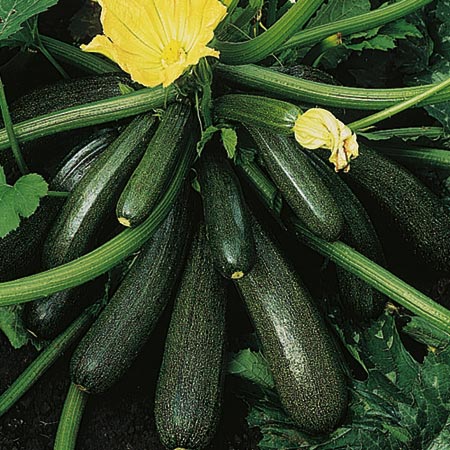 Unbranded Courgette Ambassador F1 Seeds 12 seeds