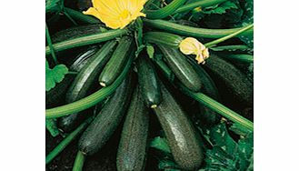 Unbranded Courgette Ambassador F1 Seeds