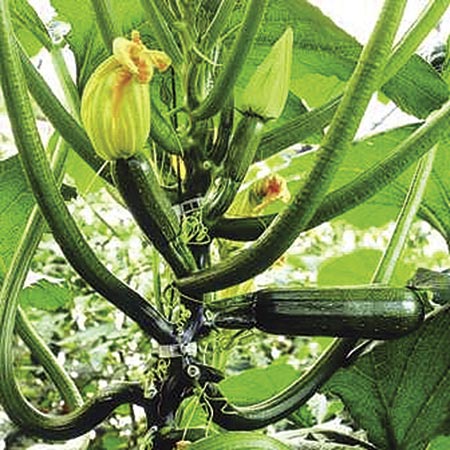 Unbranded Courgette Black Hawk F1 Seeds 4 Seeds