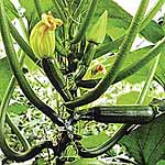 Unbranded Courgette Black Hawk F1 Seeds 439727.htm