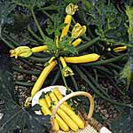 Unbranded Courgette Orelia F1 Pot Ready Plants 476371.htm