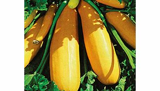 Unbranded Courgette Plants - F1 Orelia