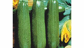 Unbranded Courgette Plants - F1 Partenon