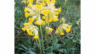 Unbranded Cowslip Seeds