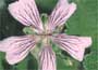 Cranesbill