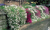 Creeping Aubretia