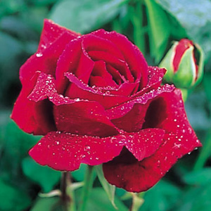 Unbranded Crimson Glory - Climbing Rose (pre-order now)