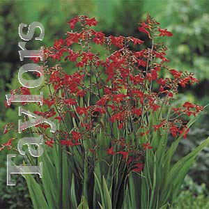 Unbranded Crocosmia Emberglow Bulbs