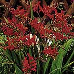 Unbranded Crocosmia Lucifer