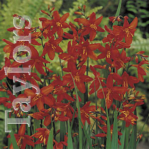 Unbranded Crocosmia Masonorum Bulbs