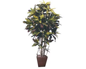 Unbranded Croton plant