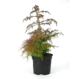 Cryptomeria japonica