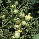 Unbranded Cucumber Crystal Apple Seeds 434817.htm