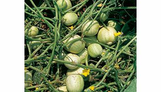 Unbranded Cucumber Crystal Apple Seeds