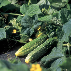 Unbranded Cucumber Long Green Ridge Seeds