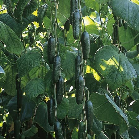 Unbranded Cucumber Passandra F1 Seeds 4 seeds