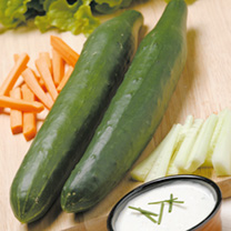 Unbranded Cucumber Seeds - Telegraph Improved