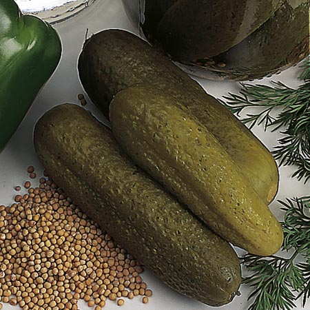 Unbranded Cucumber Venlo Pickling (Gherkin) Seeds 20 Seeds