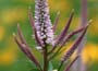 Culver Root