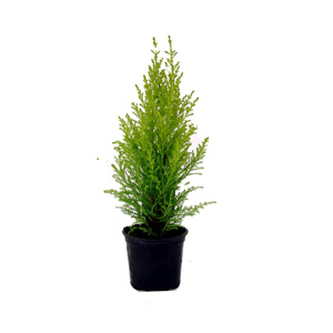 Unbranded Cupressus Goldcrest - Golden Cypress