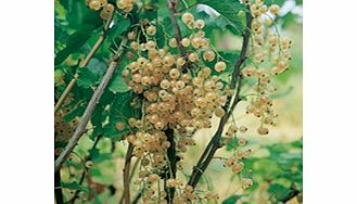 Unbranded Currant Plants - Tricolour Collection