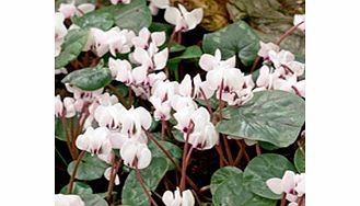 Unbranded Cyclamen Bulbs - coum Album