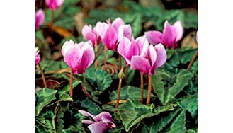 Unbranded Cyclamen Bulbs - hederifolium